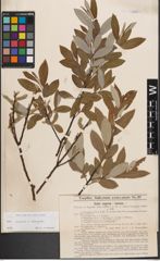 Foto von Salix caprea L. x Salix eleagnos Scop.